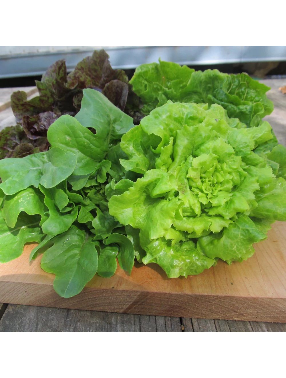 Hudson Valley Seed Library Little Gem Lettuce Mix - Thumbnail 2