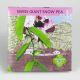 SWISS GIANT SNOW PEA 50seeds Hudson Valley